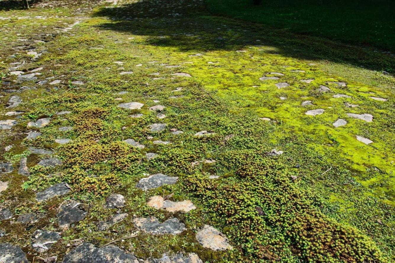 Rittergut/Gutshaus Grossgestewitz Naumburg  Eksteriør billede